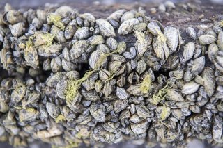 La moule zébrée (Dreissena polymorpha) qui a conquis notamment les lacs suisses, fait partie des espèces exotiques invasives provoquant des extinctions locales dans les milieux d'eau douce (archives).